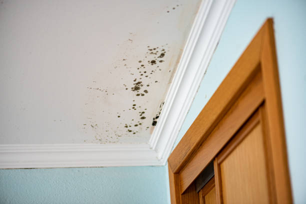 Crawl Space Mold Removal in Bellevue, KY