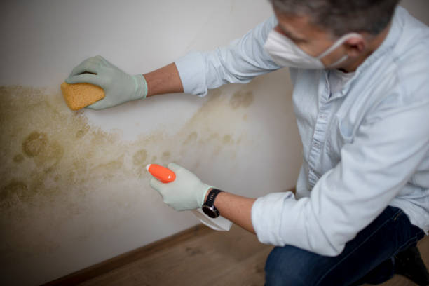 Best Office Mold Removal Services  in Bellevue, KY