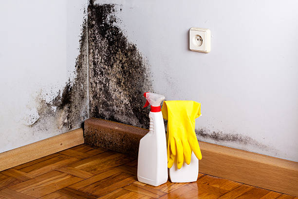 Best Residential Mold Removal  in Bellevue, KY