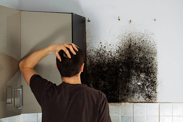 Best Mold Damage Repair  in Bellevue, KY